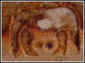 Mousehole Pottery Mark